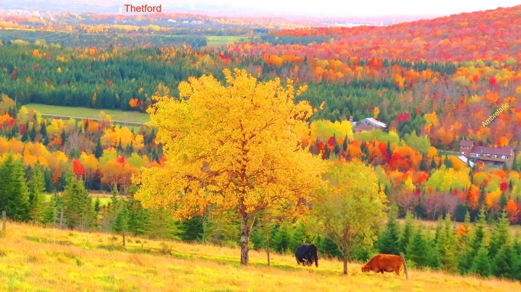 Le Gite Ambrelane Thetford Mines Exteriör bild